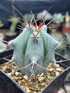 春雷弁庆玉金琥属狂刺实生仙人球多肉植物绿植盆栽花卉