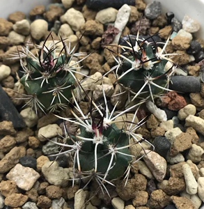 达氏青花虾 戴维斯虾 仙人球 多肉植物绿植盆栽 寻仙园花卉