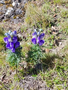 【云南一枝蒿中药】云南一枝蒿中药品牌,价格 - 阿里巴巴