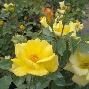 欢笑格鲁吉亚山木香树月80cm杆高 3.5cm粗 庭院月季趣味木本花卉