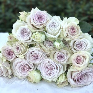 庭院阳台 蔷薇玫瑰植物银雨雾泡 多头月季花苗多季开花