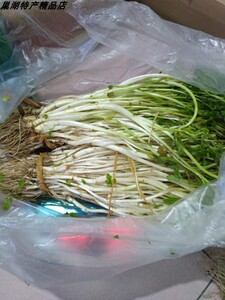 tb588760009淘宝芹芽安徽池州安庆特产芹菜芽青芽菜白芹水芹江苏