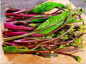 新鲜红菜苔紫菜苔菜薹菜苔青菜菜苔5斤29.8元包邮农家自种现货