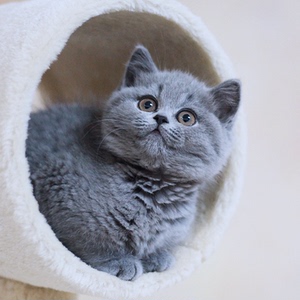 英短蓝猫幼猫纯种英国短毛猫布偶宠物猫小猫咪活物活体短腿矮脚猫