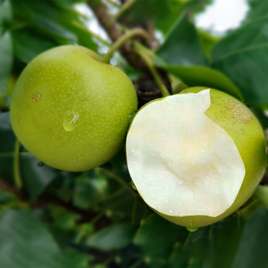 苍溪翠冠梨子新鲜采摘苍溪雪梨现摘现发清甜多汁5斤大果包邮