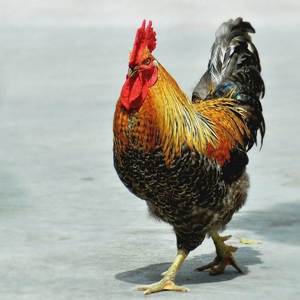 土鸡散养金芦花大公鸡活苗纯种汶上芦花鸡活鸡包活到家柴鸡种公鸡