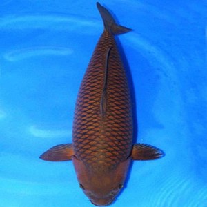 纯种锦鲤精品茶鲤一代锦鲤活体挡灾观赏 免邮