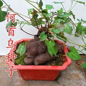 何首乌种子中草药种子药用植物种子四季播花种子阳台多年生野人参