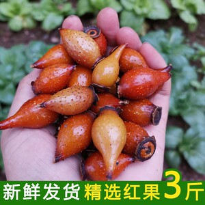 金樱子野生新鲜现摘