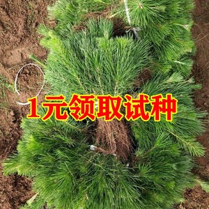 绿化苗木日本黑松小苗庭院黑松苗黑松树苗四季常青盆景植物松树苗