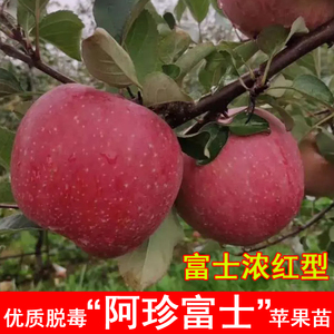 阿珍富士苹果树苗嫁接新西兰晚熟苹果苗盆地栽北南方种植当年结果