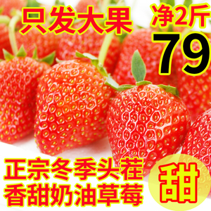 超甜山东奶油大草莓新鲜水果非丹东红颜99现摘现发3斤香牛奶奶莓
