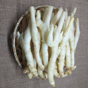新鲜姜芽子姜