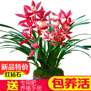 兰花苗【红钻石】建兰浓香好养易花兰草室内植物四季兰花卉盆栽