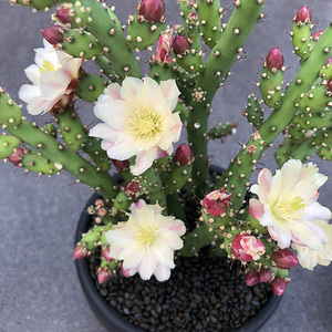 【仙人牡丹】 鹿角梅 开花很漂亮虎梨团扇仙人掌科多肉植物珊瑚树