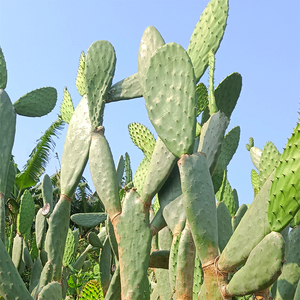 米邦塔新鲜可食用美容仙人掌大型多肉绿植组合盆栽药用外敷仙人掌