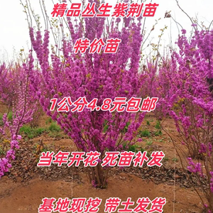 紫荆花树苗紫荆花苗满条红庭院阳台开花花卉绿化工程苗木当年开花