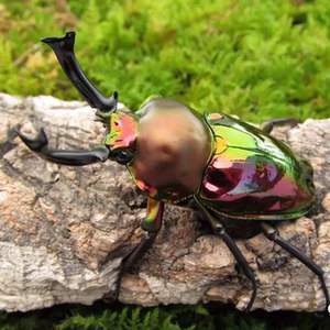 【独角仙成虫】独角仙成虫品牌,价格 - 阿里巴巴