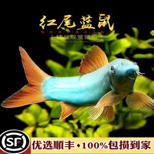 红尾蓝鼠泰国马来西亚进口藍鼠中大型老鼠鱼三间鼠皇冠蓝纹鼠活体