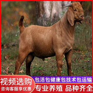 亚洲黄羊黄金羊活体纯种种羊南江黄羊怀孕母羊成年种公羊羊羔养殖