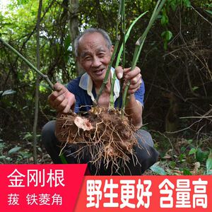 神农架正宗新鲜野生金刚藤根菝葜金刚刺红肉白肉煲汤泡酒泡水整个
