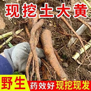 挖土大黄500g带根鲜大青野菠菜羊蹄金不换羊皮叶子血三七金2人付款19