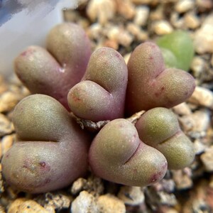 天天多肉植物肉锥鲁提辖母本群生  20元一个头一物一拍