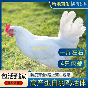高产蛋白羽鸡活体白来航鸡白毛下蛋鸡土鸡白壳蛋鸡药引公鸡母鸡