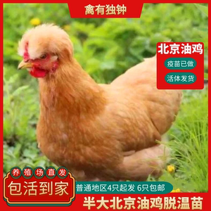 纯种北京油鸡活苗活体半大鸡脱温苗宫廷鸡公鸡母鸡小鸡活鸡土鸡苗