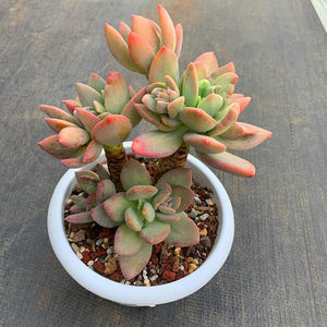 芒果美人 多肉植物精控老桩云南多肉基地直发露养好货 包邮