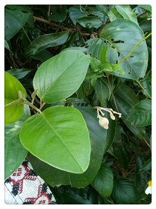 野生新鲜草药白鹤藤白面水鸡藤白背丝绸绸缎藤银背藤白牡丹500克