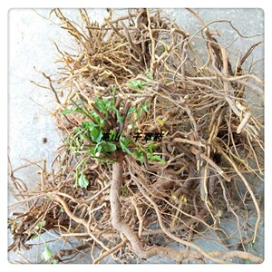 白花丹新鲜野生千里及根 猛老虎根白雪花根千槟榔根一见消根500克