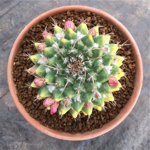 新品实生毛象仙人球锦美观易开花吸甲醛净化空气多肉植物农户包邮