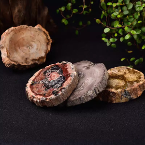 佰禾水晶天然古生物化石木化石摆件树化玉原石切片家居办公茶杯垫