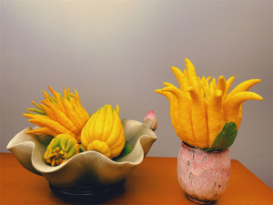 【大果超大果】超大佛手 金华佛手果 佛手柑 闻香清供观赏佛手