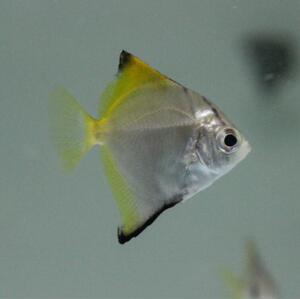 蝙蝠鲳鱼观赏鱼