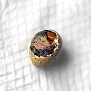 莎维麦脱鹌鹑种蛋