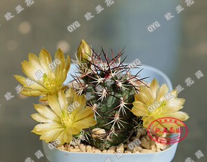 达氏青花虾鹿角柱仙人球echinocereus viridiflorus var. davisii