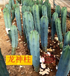 蓝柱龙神三角袖蒲嫁接仙人柱量天尺大型客厅好养多肉北欧风防辐射