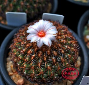 伊莎贝拉 娇丽属仙人球多肉turbinicarpus saueri ssp ysabelae