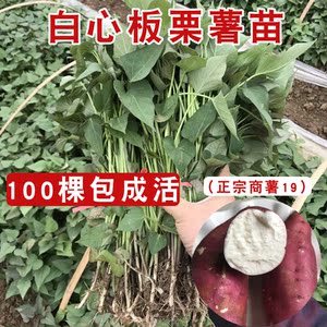 白心板栗薯苗 商薯19种苗红薯苗红薯苗蜜薯苗地瓜秧苗高产包成活