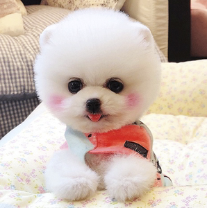 纯种博美幼犬茶杯犬小型长不大白色博美俊介犬活体可爱宠物狗狗