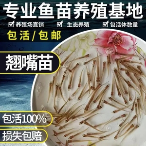 白条鱼苗翘嘴鱼鱼苗活鱼淡水路亚白鱼红鲌翘壳巴白丝鱼大白刁活体