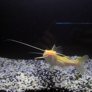 热带鱼黄金招财猫