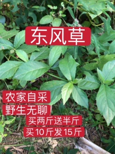 野生东风草500克包邮 新鲜全株 毛九里明光黄花地胆大头艾纳香