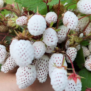 黄毛草莓地泡白草莓五叶锈毛野草莓庭院阳台窗台口腔泌尿中药盆栽