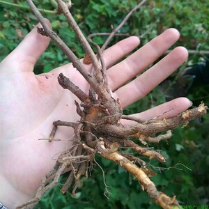 粗叶悬钩子根八月泡茅梅老虎泡蛇泡簕泡茶煲汤泡酒新鲜野生中药材