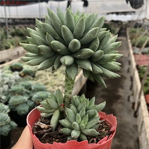 多肉千佛手老桩