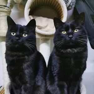 玄猫纯黑土猫英短混血猫咪活物小黑猫幼崽纯黑孟买tb470728512同