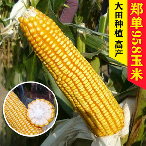郑单958玉米种子高产杂交大田抗旱饲料超级玉米万盛68农华淄玉14